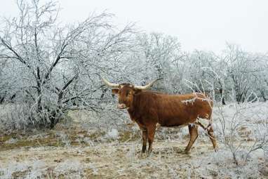 cold texas steer
